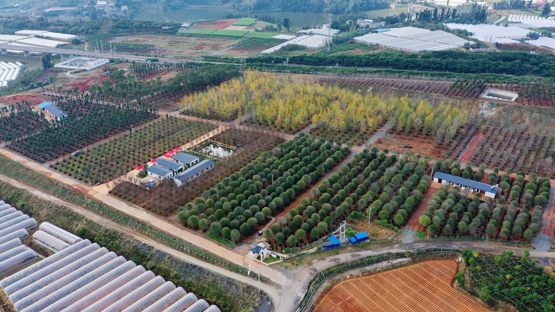 昆明宜良苗圃基地苗木图片